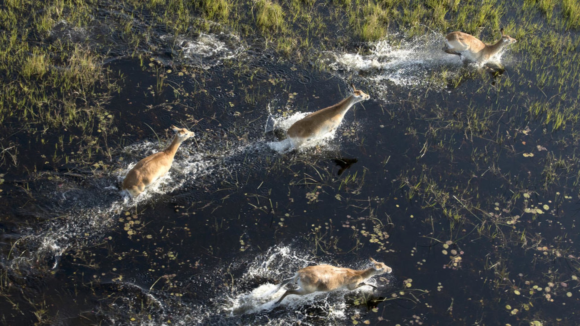 Botswanas Tierparadiese und Naturwunder entdecken